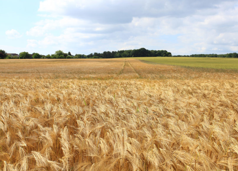 vanora graphiste, vanora rolland, graphiste normandie, graphiste rouen, vivre ensemble, création logo, branding, design graphique, graphic design, entreprise, création identité visuelle, cause sociales, béguinage, résidence senior, résidence rurale, senior rural, béguinage senior, personne âgée, nouveaux béguinages, campagne, maison de retraite, normandie, accompagnement senior, social, champs blé