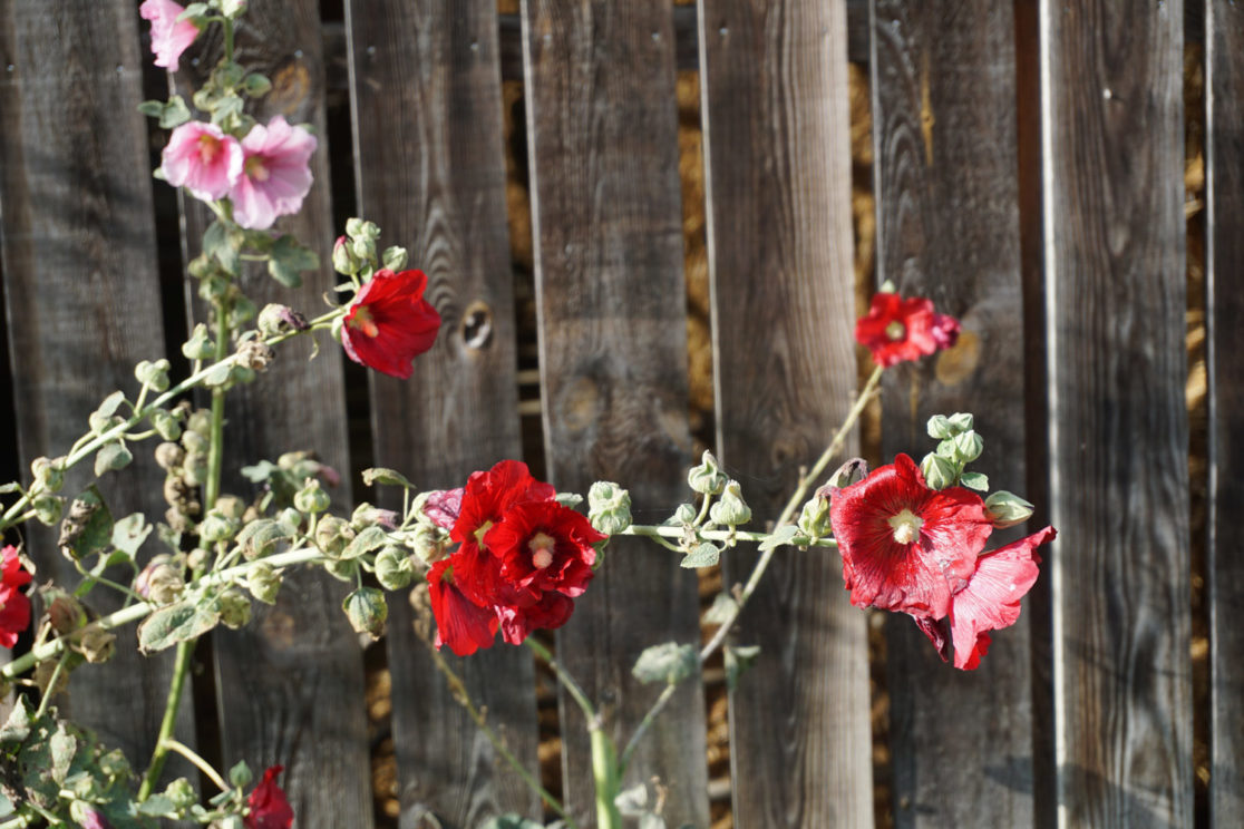 ferme du courdray, produits laitiers, yaourt fermier, lait, fromages fermiers, brebis, vaches, ferme normandie, département de l'eure, packaging, création logo, branding, design graphique, graphic design, entreprise, création identité visuelle, cause sociales, graphiste rouen, graphiste, vanora rolland, vanora graphiste